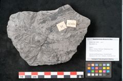 Foto (Objekt + Etikett) von Neuropteris sp.  (NHMW-GEO-2024-0188-10698)